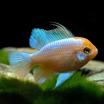 PAPILIOCHROMIS RAMIREZI BLUE RED HEAD / RAMIREZI BLUE RED HEAD / MIKROGEOPHAGUS RAMIREZI RED GOLD