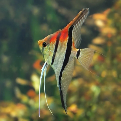 PTEROPHYLLUM SCALARE MANACAPURU RED BACK