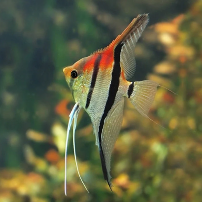 PTEROPHYLLUM SCALARE MANACAPURU RED BECK 3cms