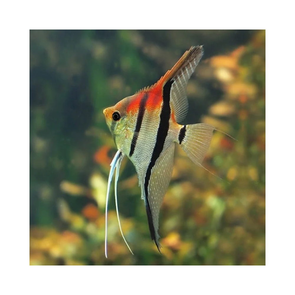 PTEROPHYLLUM SCALARE MANACAPURU RED BECK 3cms