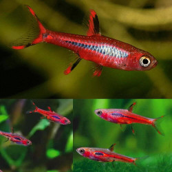 RASBORA BRIGITTAE / RASBORA ORNE / RASBORA MOUSTIQUE / BORARAS BRIGITTAE