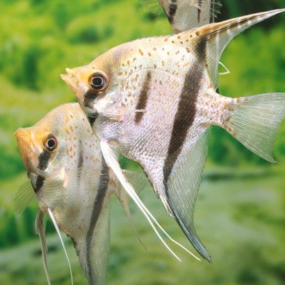 PTEROPHYLLUM SCALARE GUYANA RED DRAGON