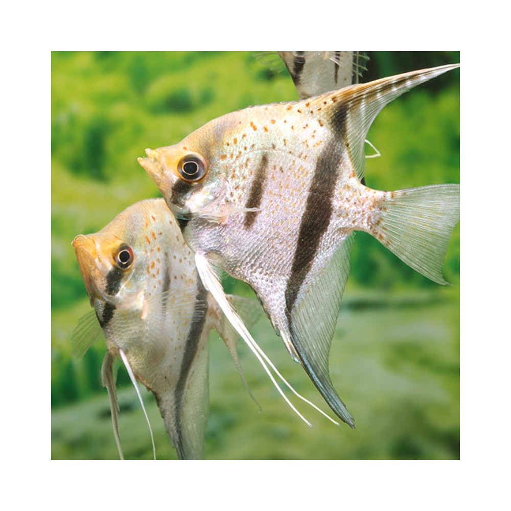PTEROPHYLLUM SCALARE GUYANA RED DRAGON