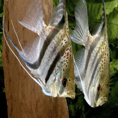 PTEROPHYLLUM SCALARE GUYANA RED DRAGON 5 cms