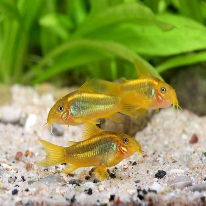 CORYDORAS AENEUS GOLD PERU 3 cms