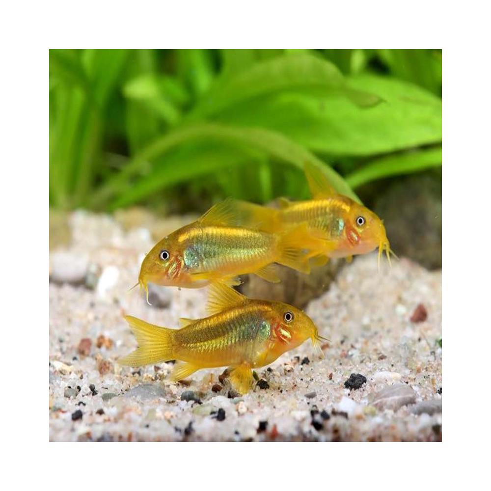 CORYDORAS AENEUS GOLD PERU
