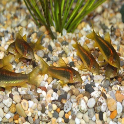 CORYDORAS AENEUS GOLD PERU