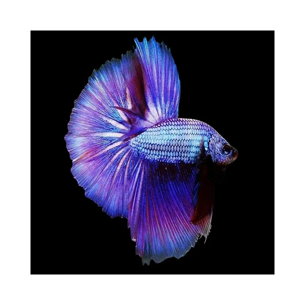 BETTA HALFMOON LAVENDER