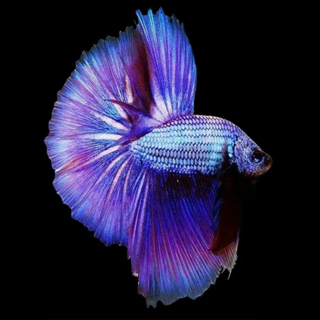 BETTA HALFMOON LAVENDER