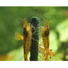 GlasGarten - Shrimp Lollies - 4in1 Power Basic Mix