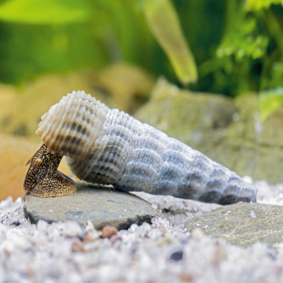 TYLOMELANIA MARWOTOAE / TYLOMELANIA HIMALAYA