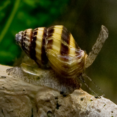 ANENTOME HELENA / CLEA HELENA / ESCARGOT ASSASSIN