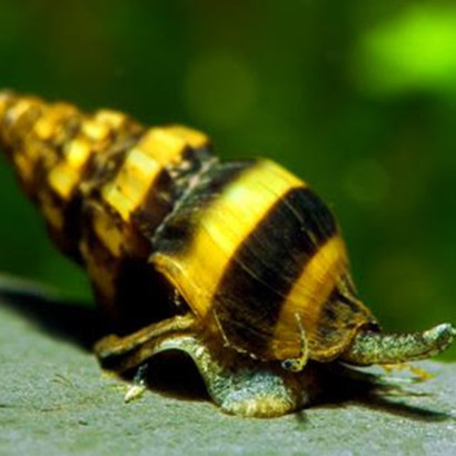 ANENTOME HELENA / CLEA HELENA / ESCARGOT ASSASSIN