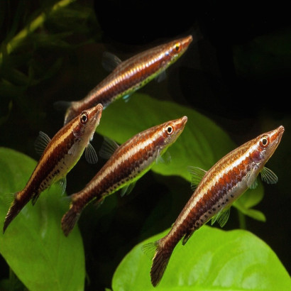 MIX NANNOSTOMUS EQUES OU UNISFASCIATUS 4-5 cms