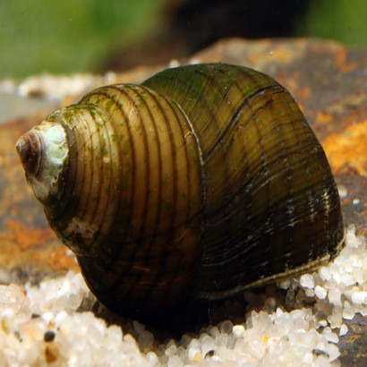 CIPANGOPALUDINA LEUCYTHOIDES / CLEAN SNAIL/ ESCARGOT CHINOIS
