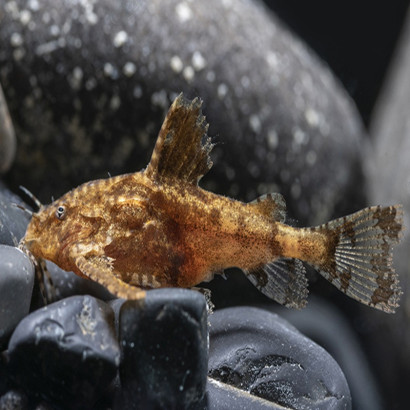 HARA JERDONI / POISSON CHAT ARCHER