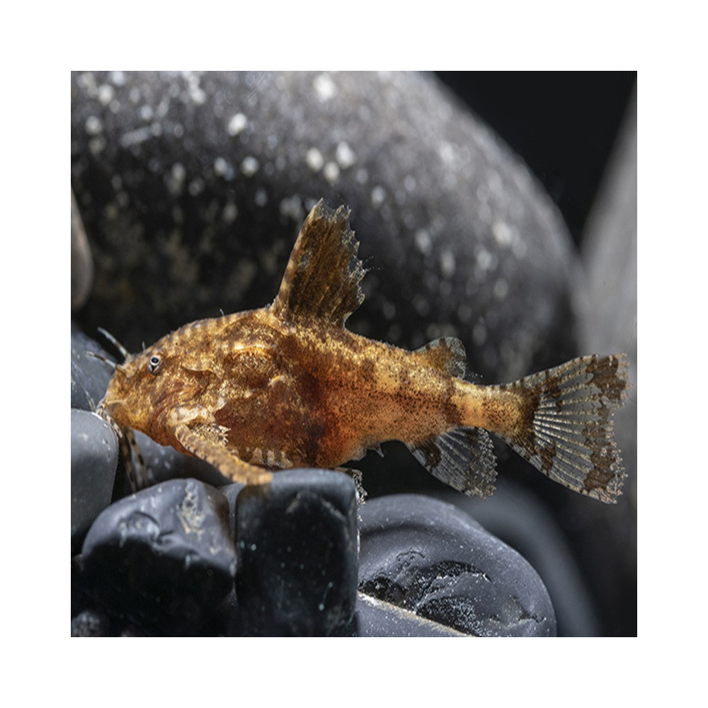 HARA JERDONI / POISSON CHAT ARCHER HARA JERDONI / POISSON CHAT ARCHER