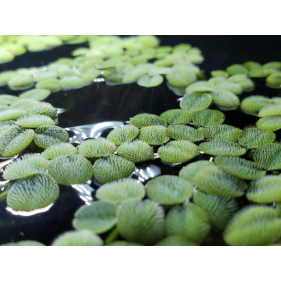 SALVINIA MINIMA