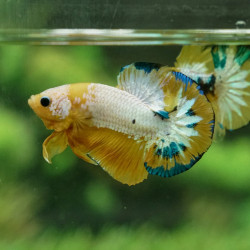 BETTA HELLBOY YELLOW