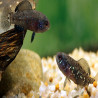 ELASSOMA EVERGLADEI / PERCHE SOLEIL PYGMEE 2-3cms