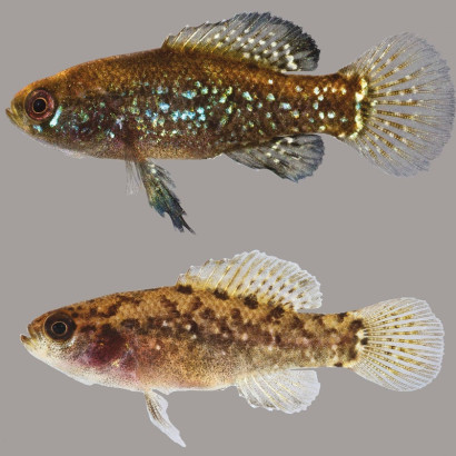 ELASSOMA EVERGLADEI / PERCHE SOLEIL PYGMEE