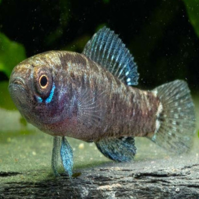 ELASSOMA EVERGLADEI / PERCHE SOLEIL PYGMEE