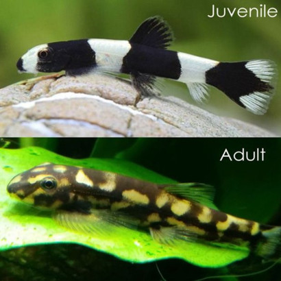 YAOSHANIA PACHYLUS / LOCHE PANDA / PANDA GOBY