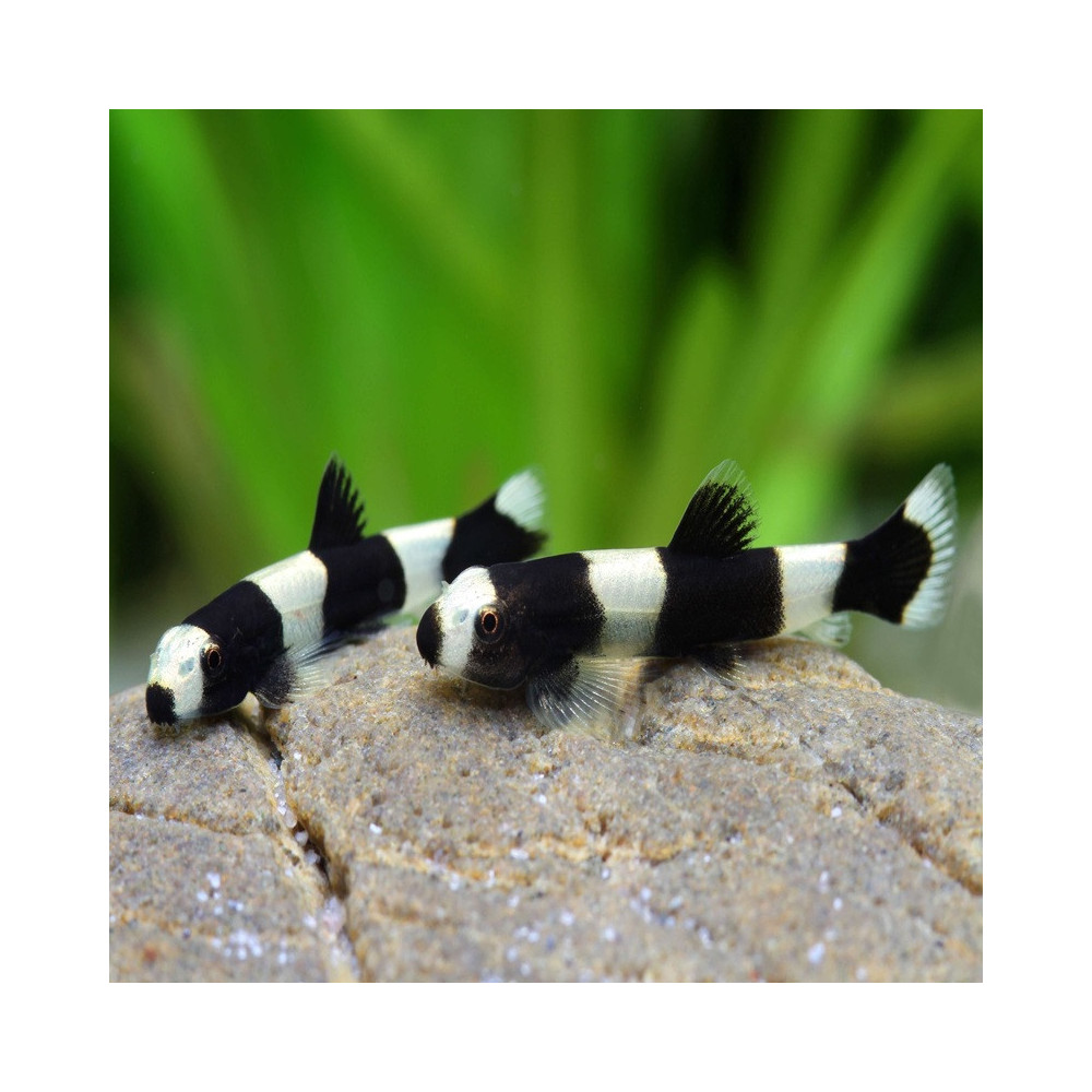 YAOSHANIA PACHYLUS / LOCHE PANDA / PANDA GOBY