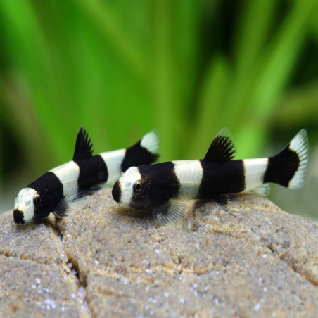 YAOSHANIA PACHYLUS / LOCHE PANDA 2-3 cms