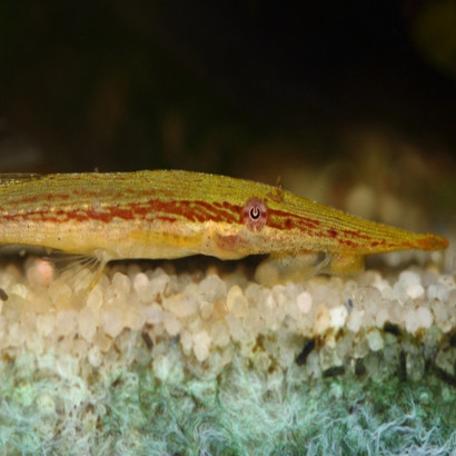 ACESTRIDIUM DICHROMUM / GREEN FARLOWELLA 5-6 cms