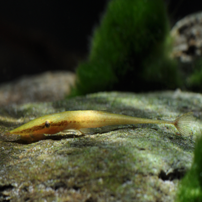 ACESTRIDIUM DICHROMUM / GREEN FARLOWELLA