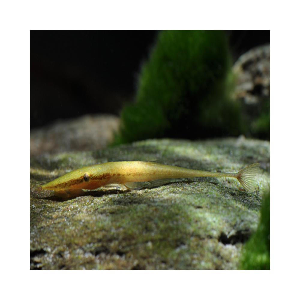 ACESTRIDIUM DICHROMUM / GREEN FARLOWELLA