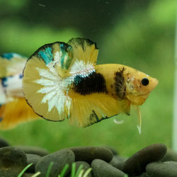 BETTA HELLBOY YELLOW