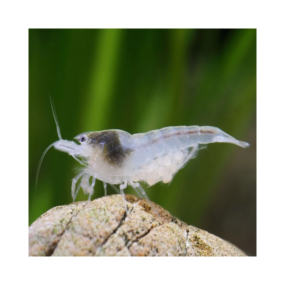 NEOCARIDINA PALMATA WHITE PEARL / SNOW BALL