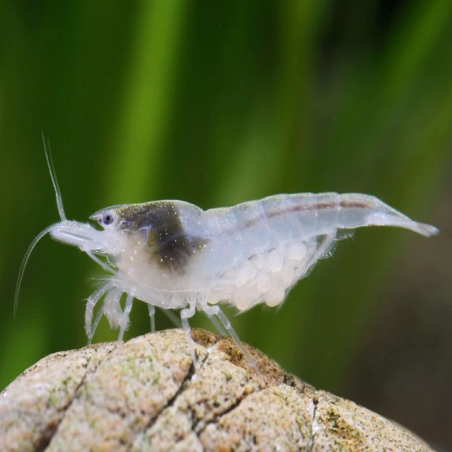 NEOCARIDINA PALMATA WHITE PEARL / SNOW BALL