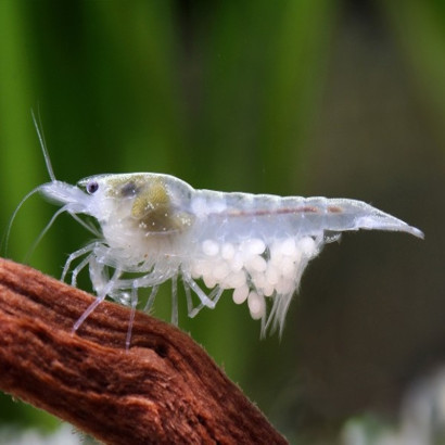 NEOCARIDINA PALMATA WHITE PEARL / SNOW BALL