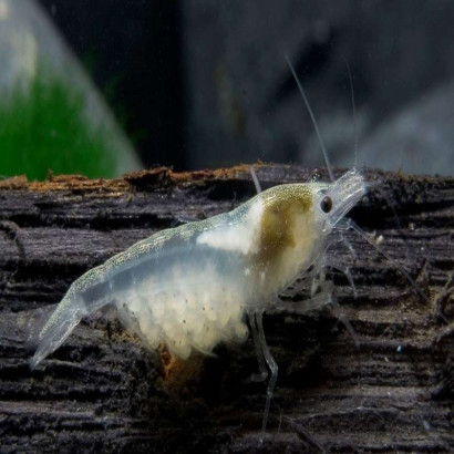 NEOCARIDINA WHITE PEARL