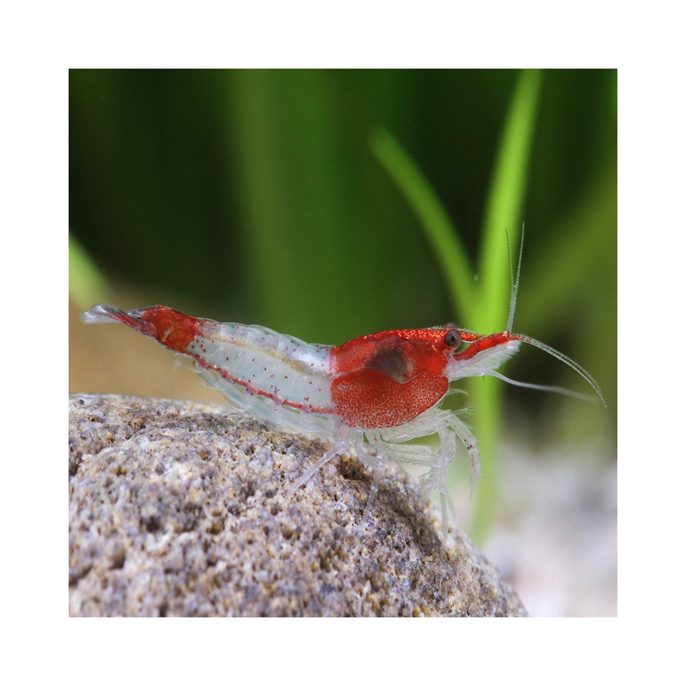 NEOCARIDINA DAVIDI RED RILI / KOHAKU SHRIMP