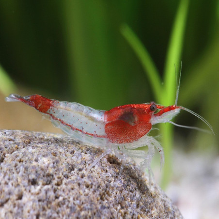 NEOCARIDINA DAVIDI RED RILI / KOHAKU SHRIMP