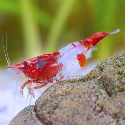 NEOCARIDINA DAVIDI RED RILI / KOHAKU SHRIMP