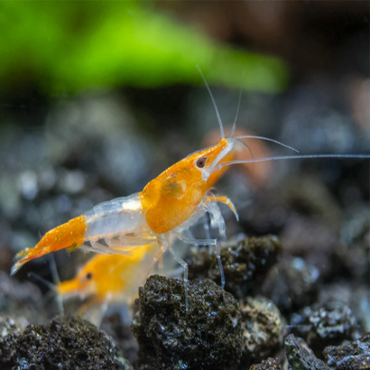 NEOCARIDINA DAVIDI ORANGE RILI / YUKI SHRIMP