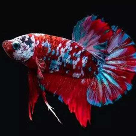 BETTA PLAKAT KOI / PHOTO GENERIQUE