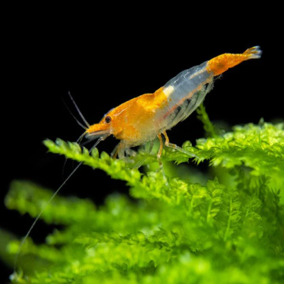 NEOCARIDINA ORANGE RILI