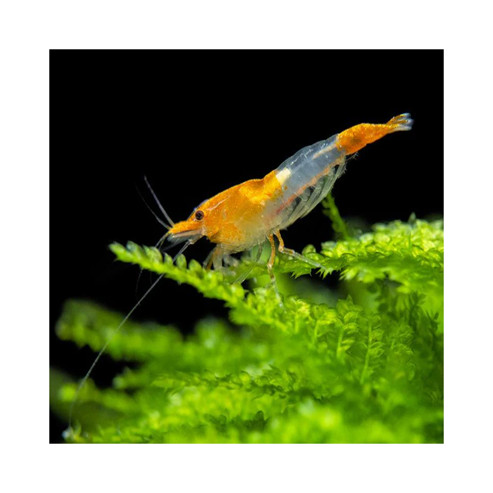 NEOCARIDINA DAVIDI ORANGE RILI / YUKI SHRIMP