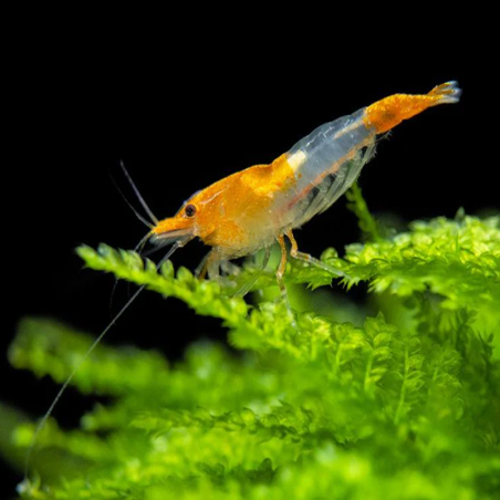 NEOCARIDINA DAVIDI ORANGE RILI / YUKI SHRIMP