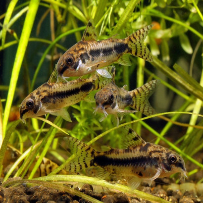 CORYDORAS HABROSUS 1-2cms