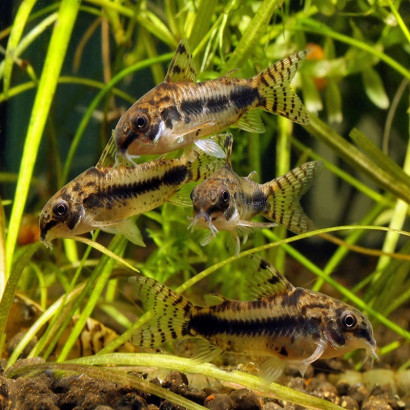 CORYDORAS HABROSUS / HOPLISOMA HABROSUM / CORYDORAS POIVRE ET SEL