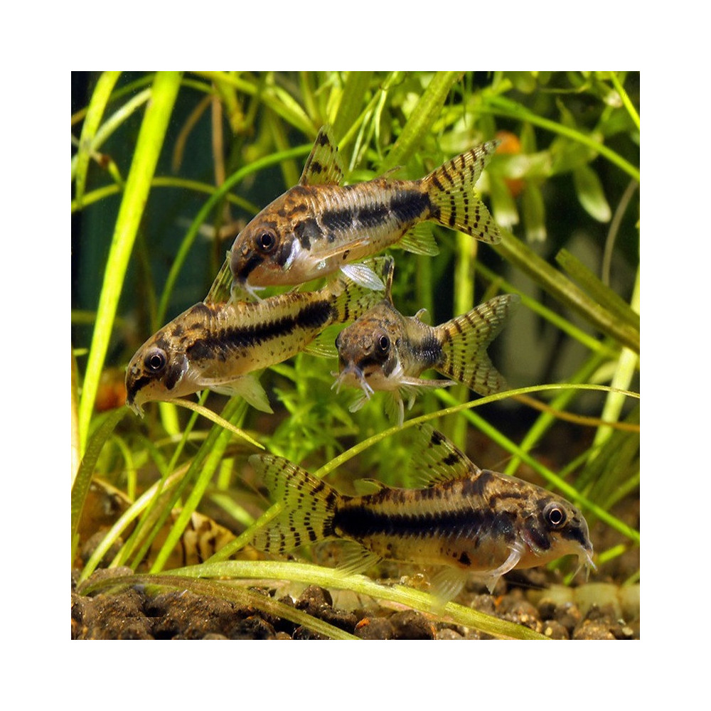 CORYDORAS HABROSUS / HOPLISOMA HABROSUM / CORYDORAS POIVRE ET SEL CORYDORAS HABROSUS / HOPLISOMA HABROSUM / CORYDORAS POIVRE ET SEL