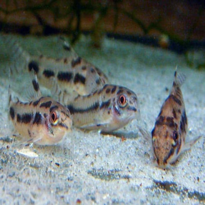 CORYDORAS HABROSUS 1-2cms