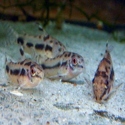 CORYDORAS HABROSUS / HOPLISOMA HABROSUM / CORYDORAS POIVRE ET SEL